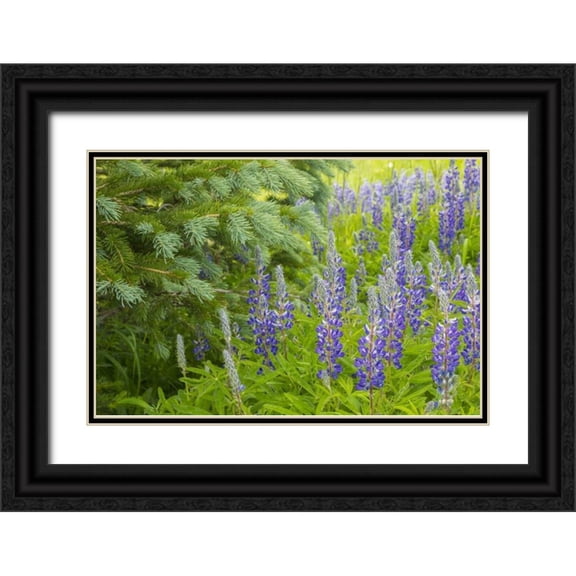Illg, Cathy and Gordon 32x23 Black Ornate Wood Framed with Double Matting Museum Art Print Titled - Colorado, Gunnison NF Lupine and pine tree limbs