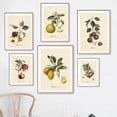 thumbnail image 4 of Pósteres y grabados vintage de frutas botánicas retro, limón, ciruela y naranja, arte de pared, pintura en lienzo, imágenes de pared, decoración de cocina, 4 of 5