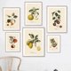 thumbnail image 4 of Pósteres y grabados vintage de frutas botánicas retro, limón, ciruela y naranja, arte de pared, pintura en lienzo, imágenes de pared, decoración de cocina, 4 of 5