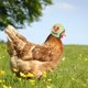 thumbnail image 3 of Muyoka Suministros para mascotas, casco de pollo, casco de seguridad para mascotas, divertido casco de loro, sombrero de pollo y pájaro, sombrero duro para mascotas pequeñas Muyoka Hogar, 3 of 7
