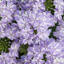 50 Violet White Verbena Seeds