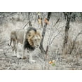 thumbnail image 2 of Sobol, Helene 18x14 Gold Ornate Wood Framed with Double Matting Museum Art Print Titled - Lion, 2 of 4