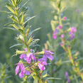 thumbnail image 2 of Everwilde Farms - 1 oz Winged Loosestrife Native Wildflower Seeds - Gold Vault Bulk Seed Packet, 2 of 3