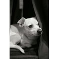thumbnail image 2 of Karyn Millet 31x44 Gallery Wrapped Canvas Wall Art Titled - Napping, 2 of 4