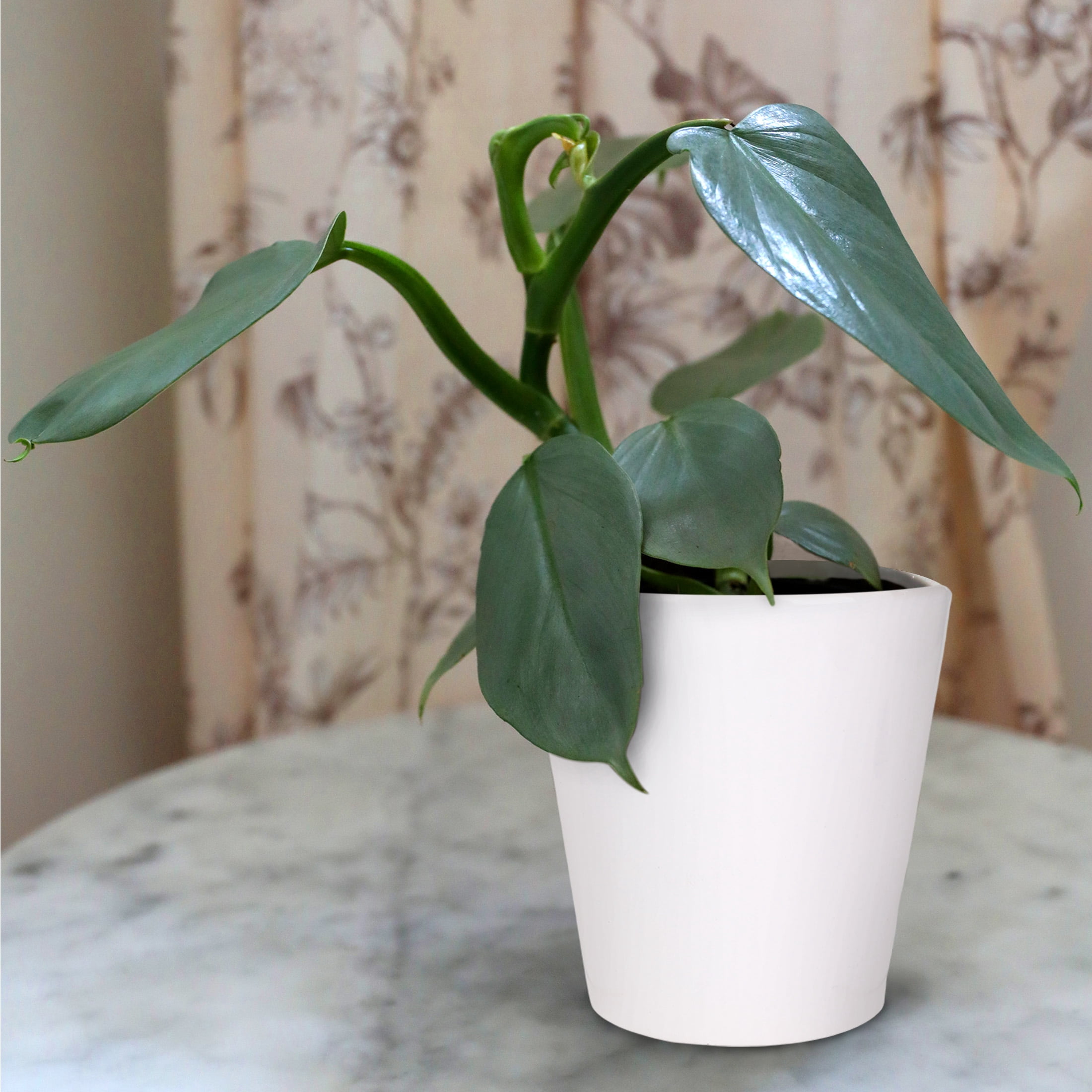 Wild Interiors Philodendron Silver Cloud in White Pot – 5in Rare Variety
