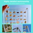 thumbnail image 6 of SDFGTstore Large Capacity Acrylic Shell Display Case Stackable Small Shell Craft Organizer, 6 of 11