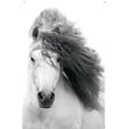 thumbnail image 4 of Grayscale Horse Wall Poster with Push Pins, 22.375" x 34", 4 of 5