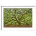 thumbnail image 2 of Art.com Angel Oak Photographic Print by Dennis Goodman, White Frame Wall Art, 23" x 17", 2 of 5