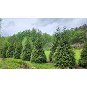 Thuja Green Giant Arborvitae 3 Inch Pot, Lot of 60