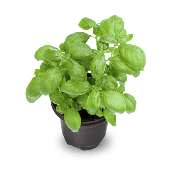 2 Sweet Basil Plants Live, Live Basil Plants for Indoor, 4 to 6 Inc Tall