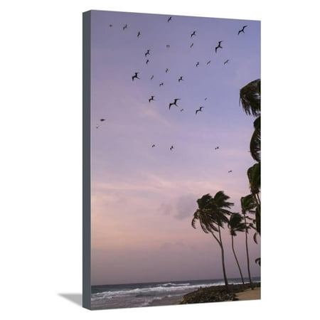 Half Moon Reef - Coconut Palm and Magnificent Frigatebird, Half Moon Caye, Lighthouse Reef, Atoll, Belize Stretched Canvas Print Wall Art By Pete Oxford