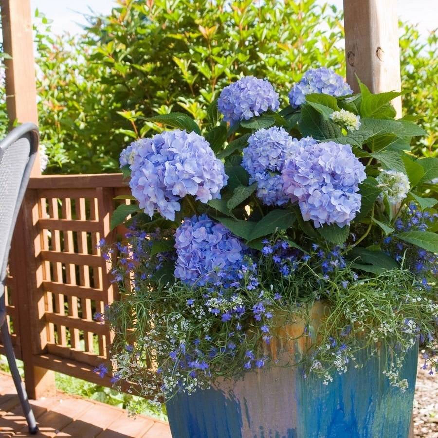 Endless Summer The Original Reblooming Hydrangea Live Shrub in 1-Gallon Grower Pot