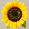 thumbnail image 2 of CafePress - Sunflower - Kitchen Apron with Pockets, Grilling Apron, Baking Apron, 2 of 5