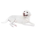 thumbnail image 3 of Figura de perro realista Baoblaze mini Escultura de perro PVC 20,1 cm x 9,8 cm x 8,8 cm, 3 of 8