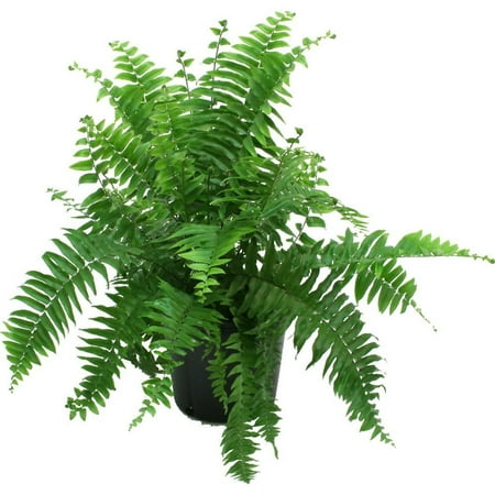 Macho Fern in Pot, Do not recommend shipping to states currently experiencing extreme cold weather/temperatures. By Delray