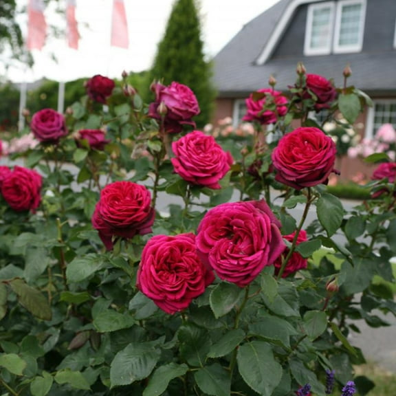 Heirloom Roses Red Rose Bush - Parfuma® Dark Desire™ Grandiflora , Live Rose Plant