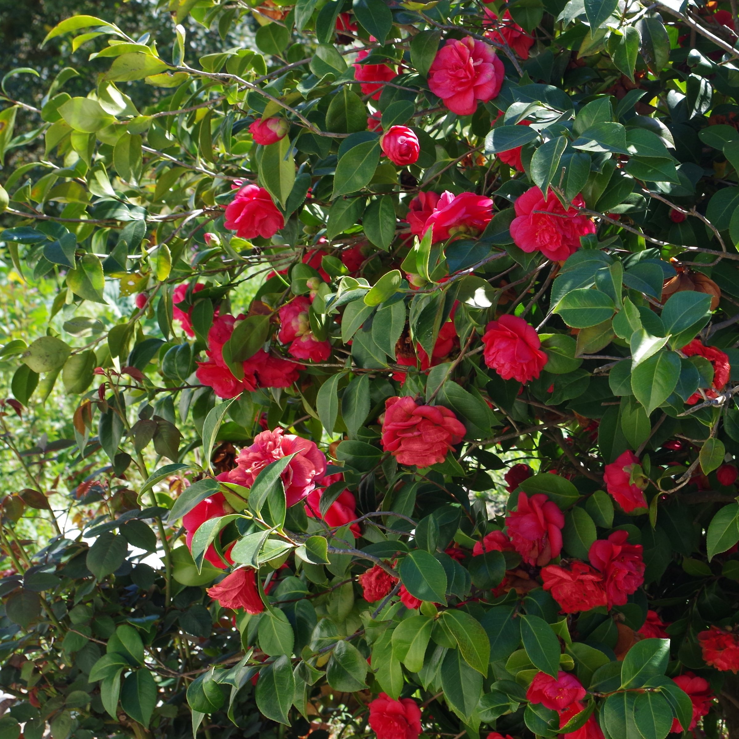 1 gal Camellia Sasanqua Live Shrub with Partial Shade