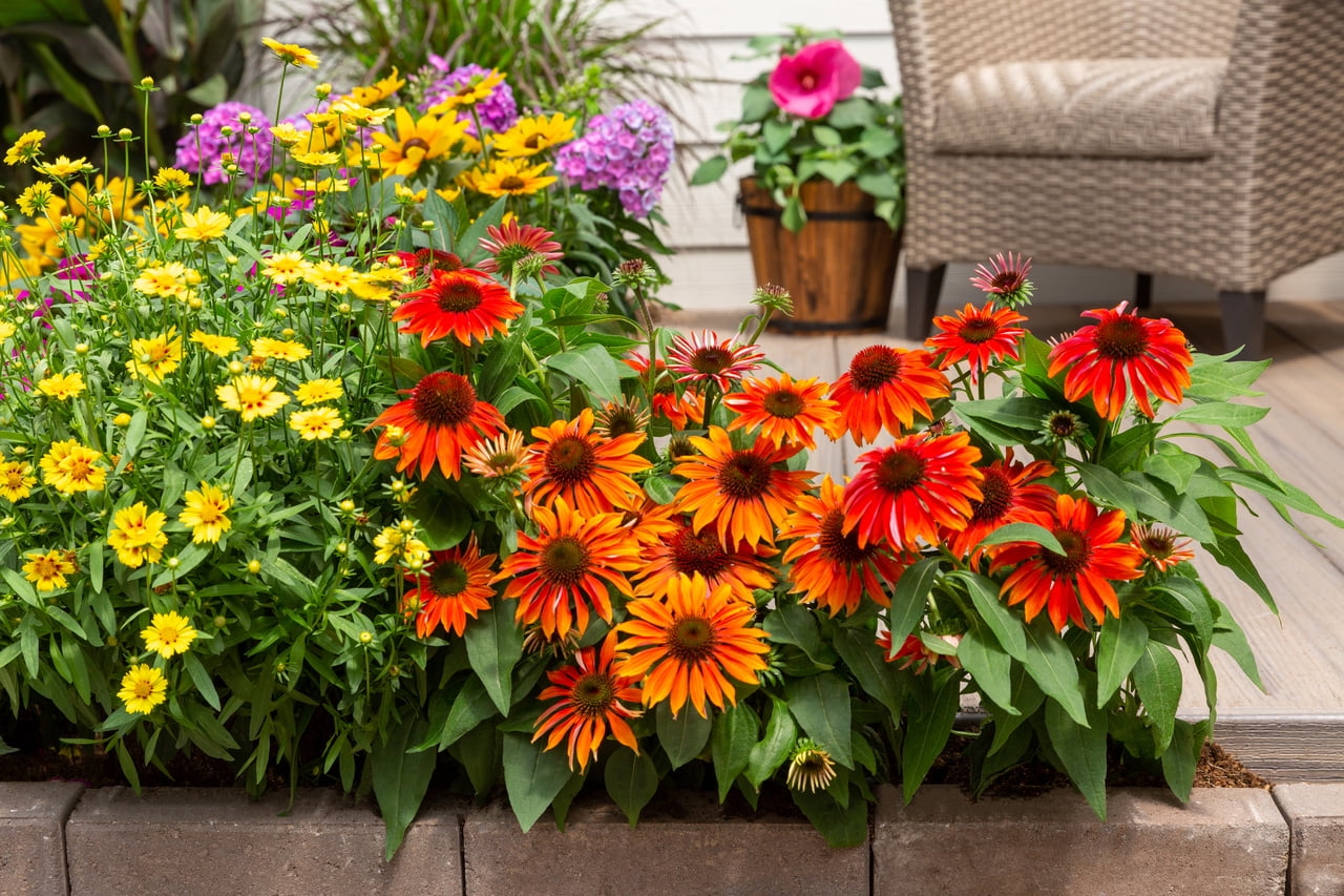 Better Homes & Gardens 2QT Multicolor Echinacea Live Plants (3 Pack) with Grower Pots Full Sun