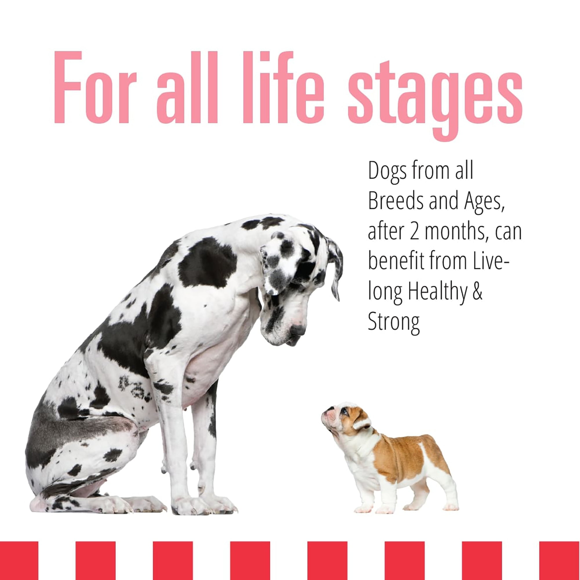 Livelong Healthy & Strong: 12 Pack: Beef & Sweet Potato Recipe - 12.5oz Cans, Wet Dog Food, High Protein, All Natural, No Preservatives,