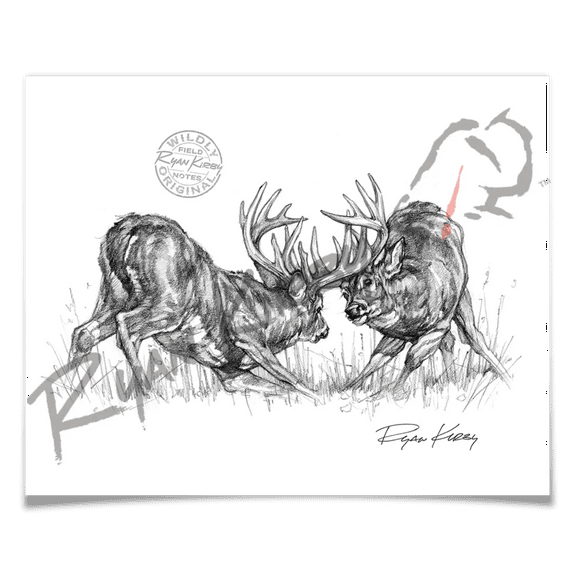 Fighting White-tailed Bucks Sketch Print