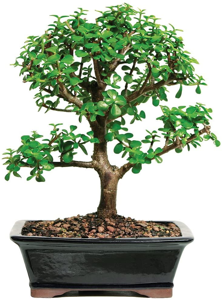 4 Years Old; 6 to 8 Tall with Decorative Container Not Sold in Arizona Brussels Live Gardenia Outdoor Bonsai Tree