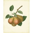 thumbnail image 2 of Unknown 12x14 Gold Ornate Wood Framed with Double Matting Museum Art Print Titled - Plantation Pears I, 2 of 4