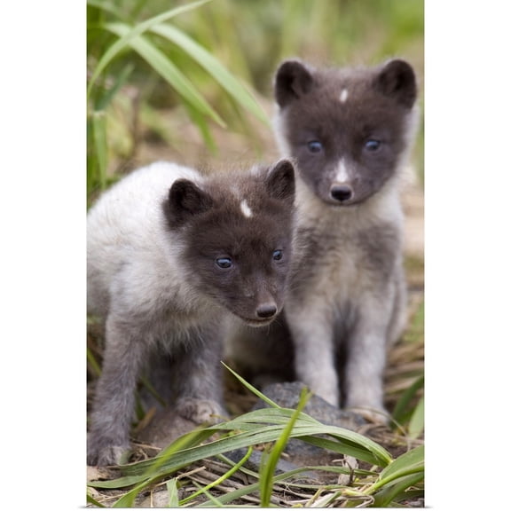 Great BIG Canvas | Rolled Milo Burcham Poster Print entitled Close up of Arctic Fox pups Saint Paul Island Pribilof Islands