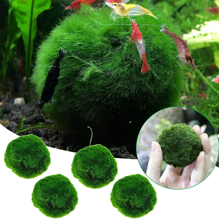 Live Java Moss Ball for Aquarium Aquatic Plants