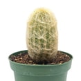 thumbnail image 5 of Silver Torch Cactus Cleistocactus strausii, Snow Pole, Wooly Torch, Snowy Cacti, Similar to Old Man/Old Lady Cactus, Well Rooted Live, 5 of 8
