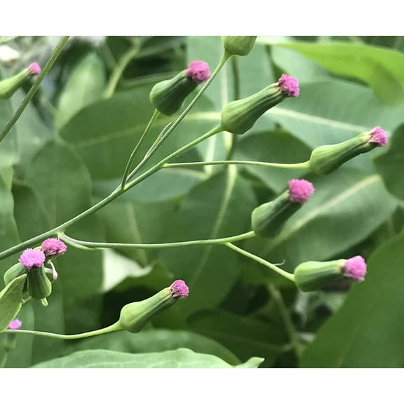 Purple Tassel Flower Tasselflower Cupid's Shaving Brush Emilia Sonchifolia Aster Premium Seeds Packet