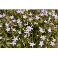 thumbnail image 5 of 20 VIRGINIA SPRING BEAUTY Claytonia Virginica Eastern Fairy Pink Striped Native Grass Shade Flower Herb Seeds, 5 of 9