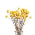 thumbnail image 2 of 120 piezas de flores secas de craspedia, flores secas en forma de bola, ramo de flores secas para arreglos de boda, decoración del hogar, 2 of 5