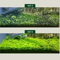 thumbnail image 5 of LICHENGTAI 2 Pack Aquarium Small Leaf Grass Seeds for Fish Tank Decoration Creates Lush Green Carpet Plant L Big Pair of Laves 10g, 5 of 9