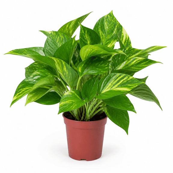 NYGardenia Golden Pothos Live Plant in 4-Inch Nursery Pot, Variegated Indoor Houseplant