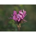 thumbnail image 3 of Bonin, Suzanne 18x15 Black Modern Framed Museum Art Print Titled - Aster in the Morning, 3 of 5