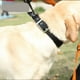 thumbnail image 5 of 1 collar para perro (S, negro), cómodo collar para perro ajustable con hebilla fácil, collar acolchado de nailon resistente para cachorros y mascotas, 5 of 5
