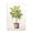 Citrus Tree Serenade, variant on Stupell Industries Farmhouse Citrus Tree Serenade Canvas Art, 16 x 24, by Andrea Haase