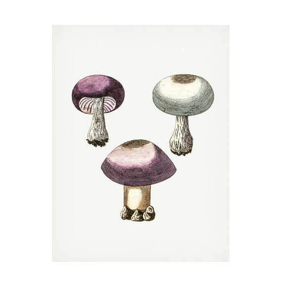 Trademark Fine Art Pictufy Hand Darwn Violet Webcap Mushroom Canvas Wall Art