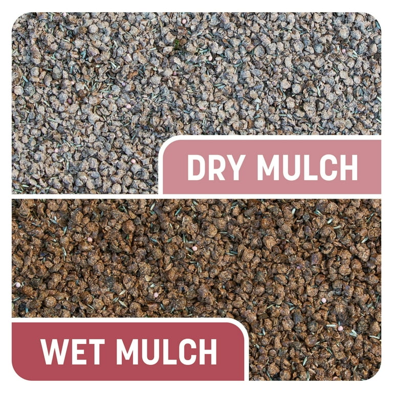 【SJ18762】SEED / Shiny Day Amazon.com : Dibbs Farms Pure Zoysia Grass Seeds - 1 Lb. : Patio