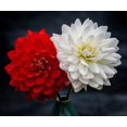 thumbnail image 1 of Dahlia Rouge et Blanc - Peinture Diamant DIY, 1 of 6