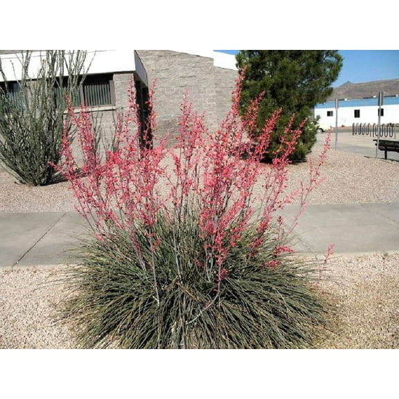 25 RED YUCCA Hesperaloe Parviflora aka Hummingbird, Coral, & Texas Yucca Flower Seeds