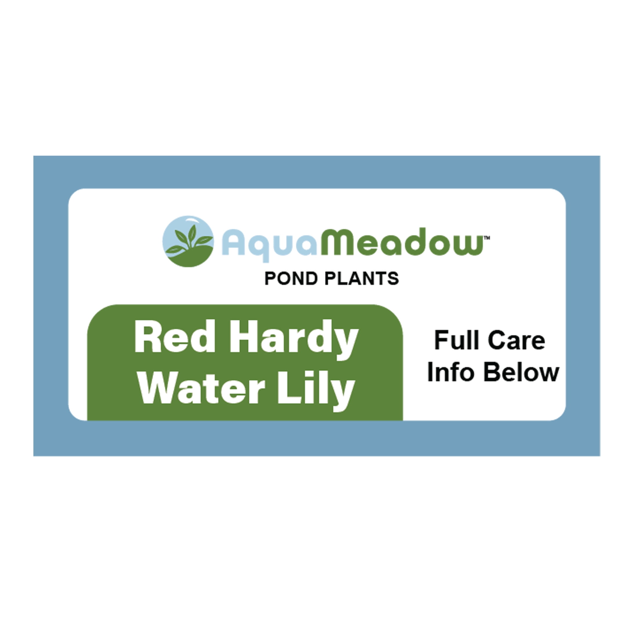 AquaMeadow Red Hardy Water Lily