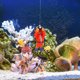 thumbnail image 5 of AURARMLET 2Ud Para Acuario Con Buceador Y Materiales Premium, 5 of 5