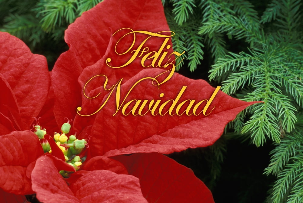 North America, USA, WA, Woodinville, Red Poinsettia and fir bow Poster