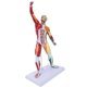 thumbnail image 4 of Modelo de sistema muscular multicolor de 50 cm Modelo de músculos humanos Modelo de estructura de músculos corporales, 4 of 14