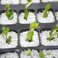 thumbnail image 4 of 25 Lts Perlita Sustrato Germinación, Aireación. Hidroponia, 4 of 5