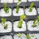 thumbnail image 4 of 25 Lts Perlita Sustrato Germinación, Aireación. Hidroponia, 4 of 5