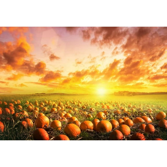 Fall Pumpkin Patch Pretty Backdrop Sunlight Pumpkin Pasture Background Harvest Autumn Thanksgiving Baby Shower Birthday Party Portrait Studio Photo Booth Props