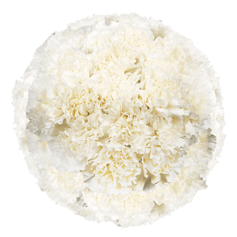 Bulk Carnation Delivery informacionpublica.svet.gob.gt