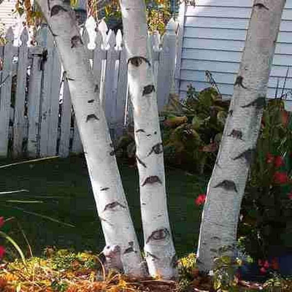 CZ Grain 100 White Paper Birch Tree Plant Seeds